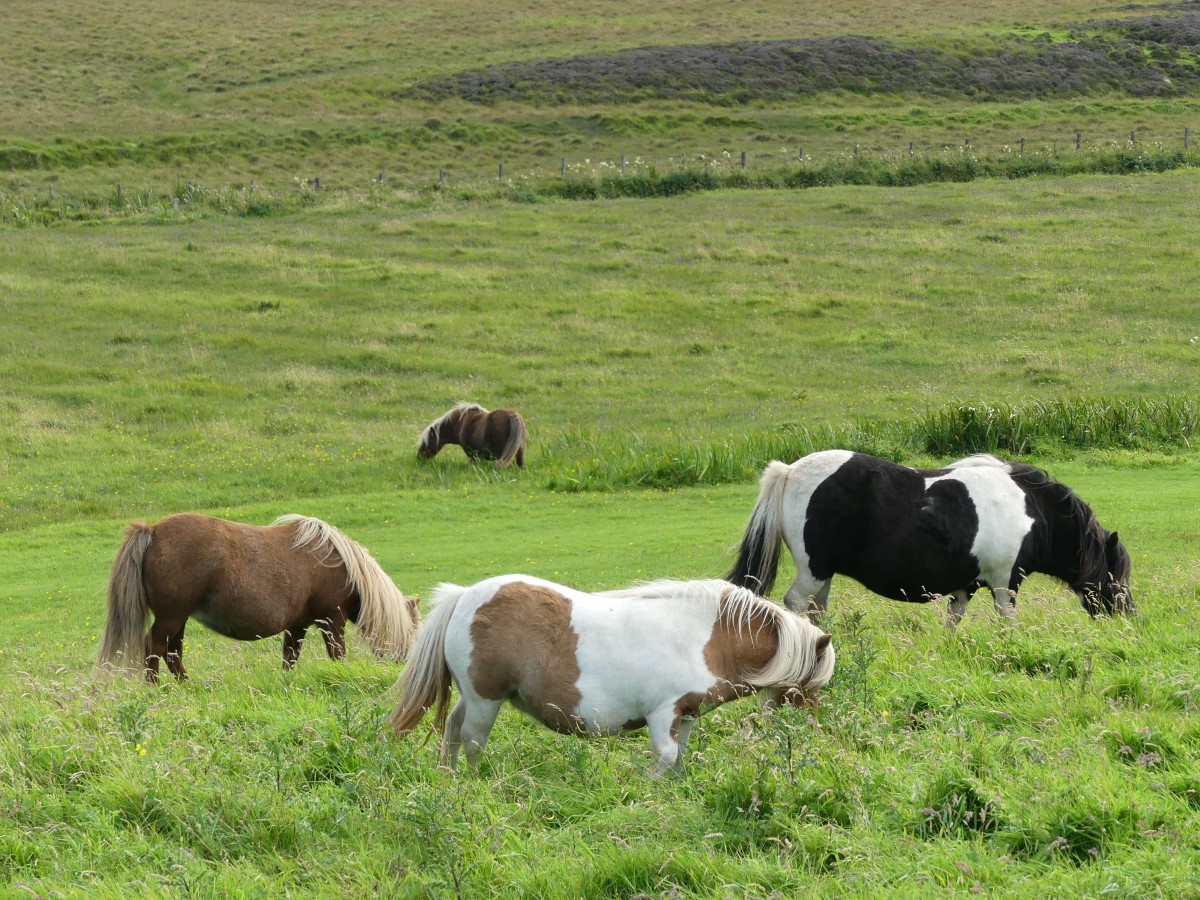 Shetland Ponies, Unst